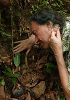 Patrick Blanc observing the slight anisophylly in the pair of leaves of Argostemma neurocalyx, Khao Lampi, Hat Thai Mueang NP, Phang Nga,Thailand