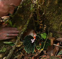 Patrick Blanc observing the small blackish leaved Begonia ruthiae, Danum Valley, Sabah, Borneo, July 2022 
