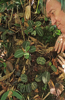 Patrick Blanc observing the small cryptic Vietsenia scaposa individuals on vertical earth slope, Ba Na Hills, Da Nang, Vietnam, Oct.2018