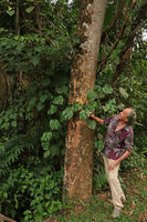 Patrick Blanc observing the small leaved form of Rhaphidophora tetrasperma on the way to Cameron Highlands, Malaysia, Aug. 2018