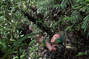 Patrick Blanc observing the small recurved leaves of Freycinetia scandens just under the long leaved Freycinetia funicularis, Manusela NP, Seram, Moluccas, April 2024