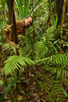 Patrick Blanc observing the small tree fern Leptopteris wilkesiana, Colo-I-Suva, Viti Levu, Fiji, Aug. 2016
