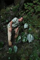 Patrick Blanc observing the solitary shiny macrocotyledons of Monophyllaea glauca in Clearwater cave, Gunung Mulu NP, Sarawak, Borneo, Sept. 2018