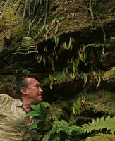 Patrick Blanc observing the somewhat dehydrated individuals of Begonia montis-elephantis, Mont des Elephants, Kribi, Cameroon, March 2018