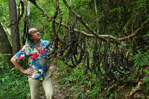 Patrick Blanc observing the stem of Mucuna macrocarpa with giant hanging blackish pods, Khun Chae NP, Thailand, Oct. 2023