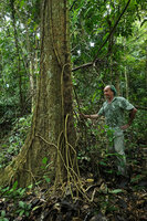 Patrick Blanc observing the stolons issued from the vertically climbing stem of the climbing Piper cf. griffithii, these stolons acquiring the function of feeding roots, Kaeng Krachan NP, Thailand, March 2022
