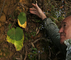 Patrick Blanc observing the Streptocarpus cf. goetzei phyllomorphs with distal part withering during the dry season, Zomba, Malawi, Aug. 2017