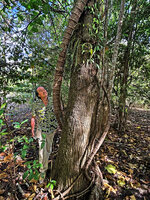 Patrick Blanc observing the strongly annulated stems of the climbing Gnetum latifolium, Ira Lilihi, Paichau, Nino Konis Santana NP, Timor-Leste, Aug. 2026
