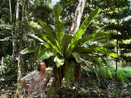 Patrick Blanc observing the strongly plicate fronds of a local native form of Asplenium nidus, sometimes considered as var. plicatum and maybe at the origin of cultivars like &#039;Cobra&#039;, Manokwari, West Papua, May 2025