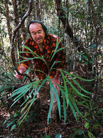 Patrick Blanc observing the successive dichotomous divisions in the leaves of Dilobeia thouarsii, Analamazoatra PN, Andasibe, Madagascar, Aug. 2024