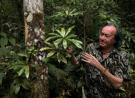 Patrick Blanc observing the successive discs of pseudo verticillate fronds of the climbing fern Oleandra pistillaris, Cameron Highlands, Malaysia, Sept. 2025