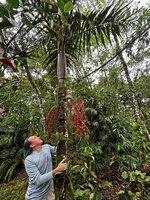 Patrick Blanc observing the tall Pinanga insignis, Balinsasayao Twin Lakes, Negros Oriental, Philippines, Jan. 2025