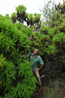 Patrick Blanc observing the tall shrubby Scalesia affinis in Charles Darwin Research Station, Punta Ayora, Santa Cruz, Galapagos, Aug. 2021