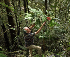 Patrick Blanc observing the terminal pink dense inflorescence of the monocaulous Osmoxylon cf. sessiliflorum, Kwau, 1600 m asl, Arfak Mts, West Papua, May 2025