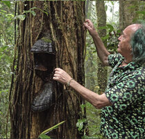 Patrick Blanc observing the thick feeding roots delivering water and miberals to the massive branched stems heavily clothed with leaves of Rhaphidophora schlechteri, Kwau, 1600 m asl, Arfak Mts, West Papua, May 2025
