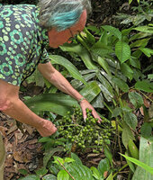 Patrick Blanc observing the very big fruits of a Hanguana representing probably a new species, along Sungei Bertam, Ringlet, 600 m asl, Cameron Highlands, Malaysia, Sept. 2025