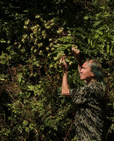 Patrick Blanc observing the weedy Kalanchoe pinnata, Zomba, Malawi, Aug. 2017