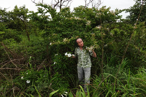Patrick Blanc observing the white flowering Ipomoea prismatosyphon and Bauhinia petersiana, Katavi NP, Tanzania, Jan. 2021