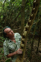 Patrick Blanc observing the woody scalloped stem of the liana Bauhinia scandens, Kaeng Krachan NP, Thailand, March 2022