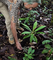 Patrick Blanc observing the young blackish silver blotched individual of Leea zippeliana just under an adult green leaved individual, Malagufuk, Sorong, Southwest Papua, May 2025