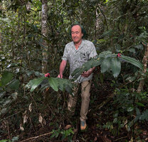 Patrick Blanc observing two flowering stems of Hellwigia (syn. Alpinia) domatifera, Kwau, Arfak Mts, 1600 m asl, West Papua, May 2025