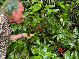 Patrick Blanc observing two flowering stems of Tapeinochilos beccarii, Malagufuk, 200 m asl, Sorong, West Papua, May 2025