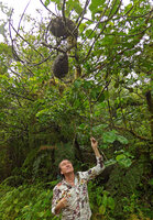 Patrick Blanc observing two huge aerial tubers of the epiphytic Squamellaria imberbis (syn. S. wilsonii), Des Voeux peak, Taveuni, Fiji, Aug. 2016
