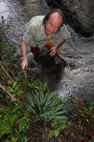 Patrick Blanc observing two rheophytic species, Lagenandra thwaitesii and the fern Thelypteris calcarata, Sinharaja, Sri Lanka, Nov. 2024