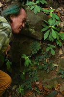 Patrick Blanc observing two rosetted species belonging to two different families on a vertical rock face, Neurocalyx calycinus (Rubiaceae) and Jerdonia indica (Gesneriaceae), Brahmagiri WS, Karnataka, India, Jan. 2023