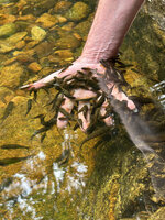 Patrick Blanc offering his hand to the sucker fish Garra ceylonensis, Sinharaja, Sri Lanka, Nov. 2024