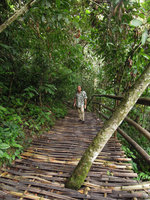 Patrick Blanc on a bamboo duckboard, Xishuangbanna, China, June 2016
