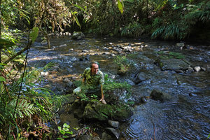 Patrick Blanc on a mossy rock in fast flowing river to observe the rheophytic shrub Cuphea utriculosa, Ram Tzul Natural Reserve, Baja Verapaz, Guatemala, Jan. 2020