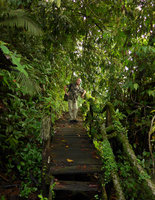 Patrick Blanc on an old staircase whose synthetic ropes are covered by epiphytes, mostly Peperomia, Philodendron and ferns, Terco, Nuqui, Choco, Colombia, Nov. 2016