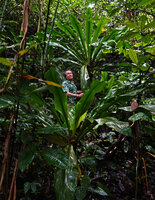 Patrick Blanc on a steep slope in forest understory between twohuge crinum, probably a form of Crinum asiaticum, Manusela NP, 600 m asl, Seram, Moluccas, April 2024