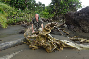 Patrick Blanc on a tree stump along the beach, Terco, Nuqui, Choco, Colombia, Nov. 2016