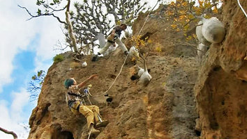 Patrick Blanc on a vertical cliff explaining to Nicolas Hulot the growth habits of Dorstenia gigas, Socotra, March 2005