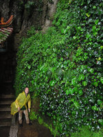 Patrick Blanc on heavy raining day at the base of a wall covered by Begonia, Pilea, Arisaema, Cyrtomium and ivy, Western Hill, Kunming, China, July 2016
