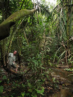 Patrick Blanc on stipe of the palm Eleiodoxa conferta in Cryptocoryne cordata var. siamensis habitat, Khao Lak Lam Ru NP, Thailand, June 2019
