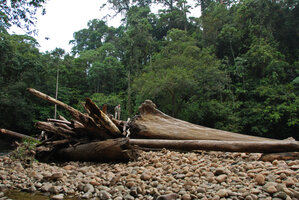 Patrick Blanc on the buttresses of a fallen Neram tree, Dipterocarpus oblongifolius, Temburong river, Brunei, Borneo, March 2012