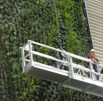Patrick Blanc on the gondola, examining the plants at Trio, Sydney, Australia