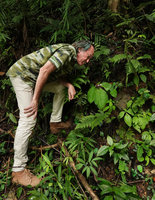 Patrick Blanc on vertical earth bank to observe flowering individuals of Tetraphyllum roseum, Khao Sok NP, Thailand, June 2019