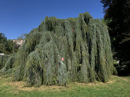 Patrick Blanc partly hidden among the branches of the weeping Cedrus atlantica Glauca Pendula, Geneve, Switzerland, Sept. 2019