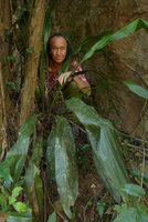 Patrick Blanc partly hidden by a huge flowering Tupistra violacea, Khao Sok NP, Thailand, Dec 2015