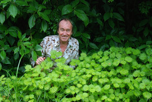 Patrick Blanc partly hidden by Boehmeria spicata, a form with beautiful diamond shaped leaves, Hakone, Japan, June 2008