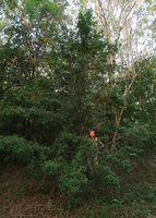 Patrick Blanc partly hidden by Podocarpus neriifolius in the man made Wanagama forest, Gunung Kidul, Java, May 2018