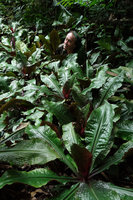 Patrick Blanc partly hidden by the huge Amischotolype monosperma, Perak, Malaysia, June 2015