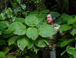 Patrick Blanc partly hidden by the huge leaves of Louteridium donnell-smithii, Chiquibul NP, Belize, Jan. 2020