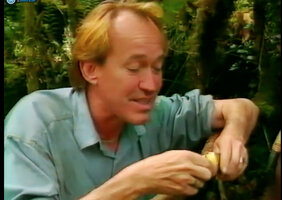 Patrick Blanc peeling the sweet potato, Ipomoea batatas with Una people, Laryé, West Papua, April 2000