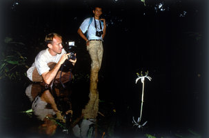 Patrick Blanc photographying Crinum natans, Campo, Cameroun, 1991