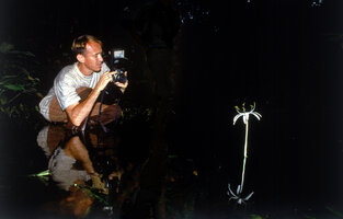 Patrick Blanc photographying Crinum natans in a forest stream, Campo, Cameroun, Dec. 1991